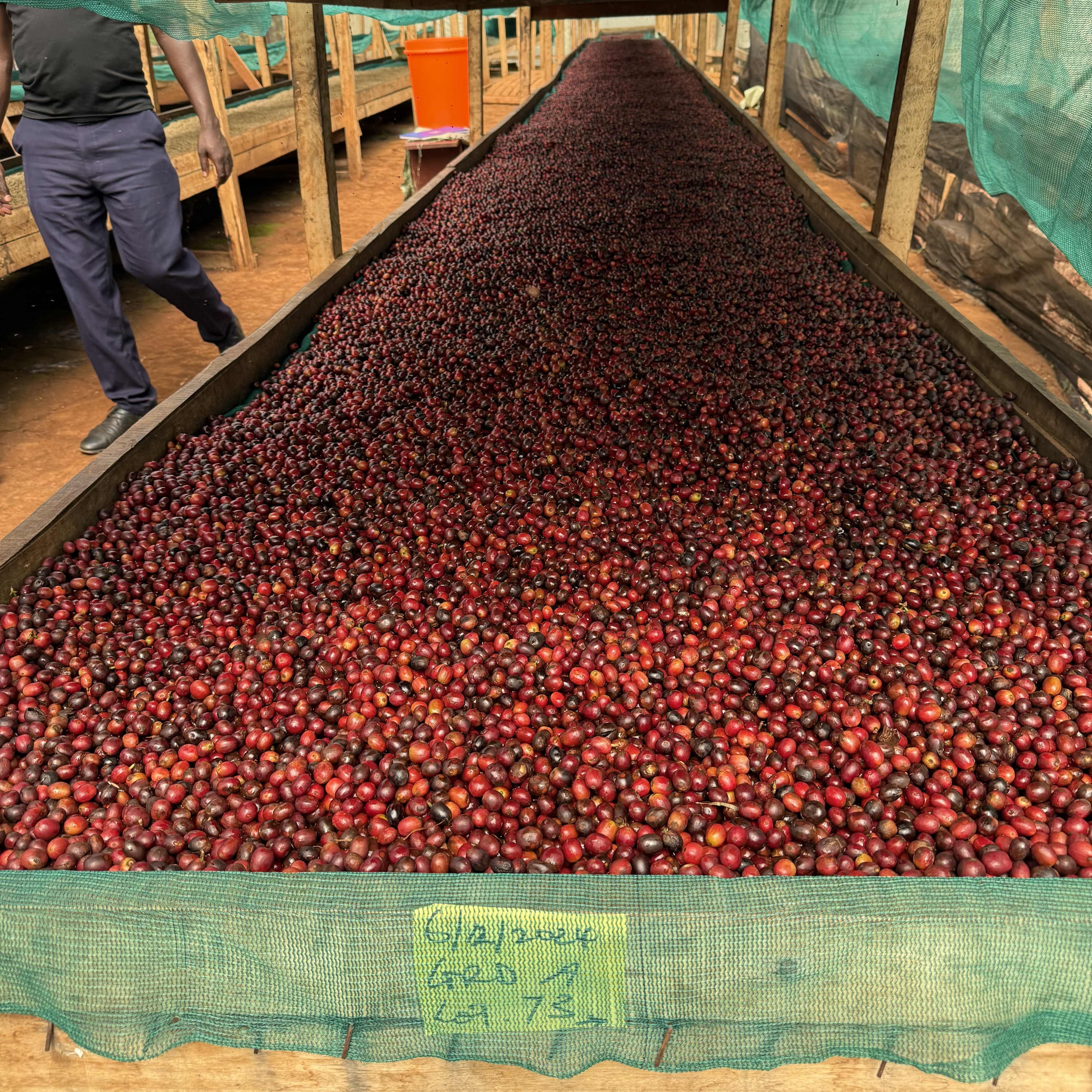 Uganda Bulambuli Natural(24/25年クロップ) | ORIGIN COUNTRIES for